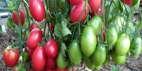 Ružičasti snježni paradajz: recenzije, fotografije, prinos